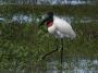 Day03 - 16 * Jabiru Stork